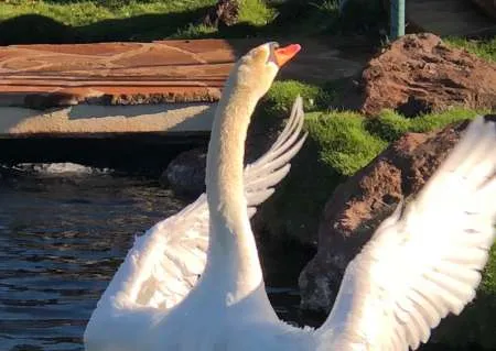 Peaceful swan representing recovery from adrenal fatigue and burnout through naturopathic healing