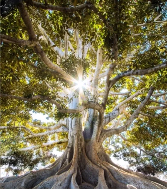 Sunlight streaming through a tree symbolizing the healing potential of stem cells in regenerative medicine